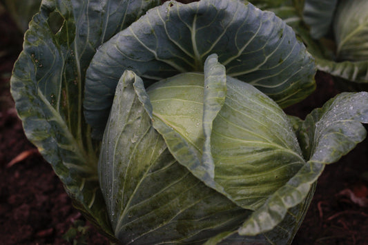 White Cabbage Plug Plants - "Grow Your Own" Vegetables **Letterbox Friendly**