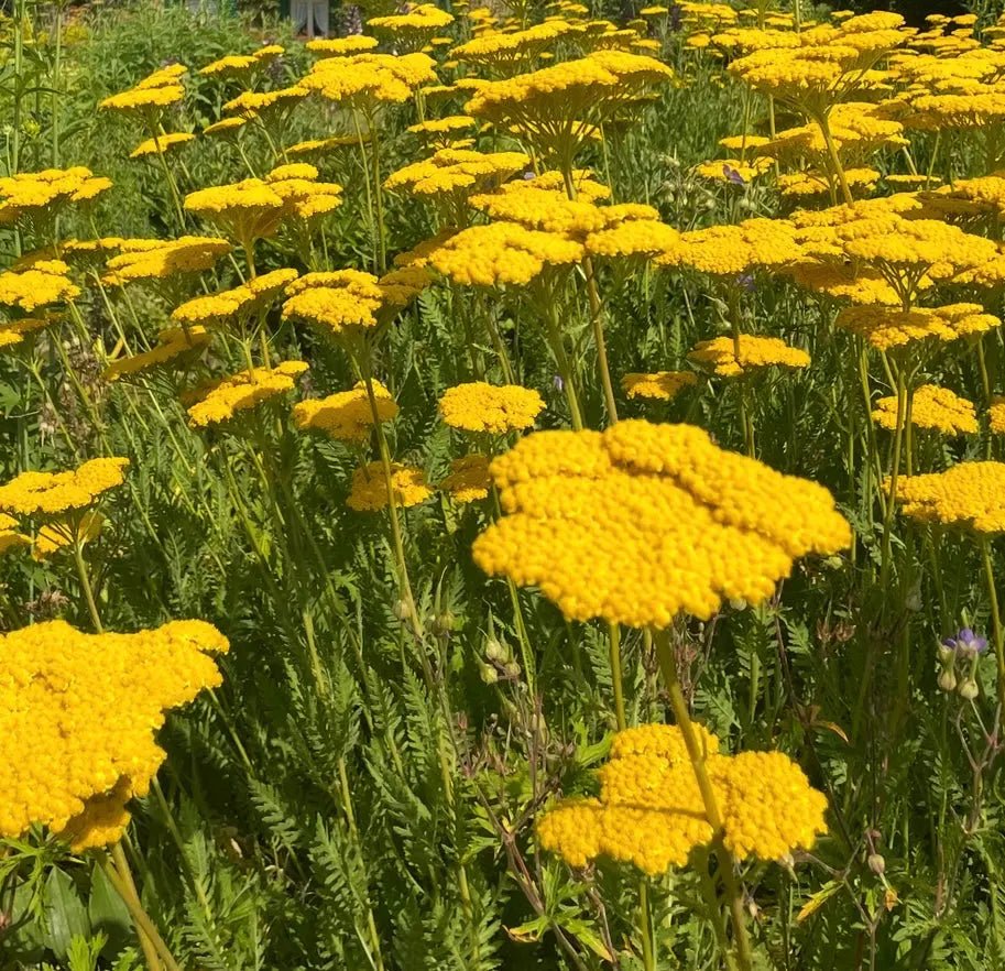 Achillea Cloth of Gold