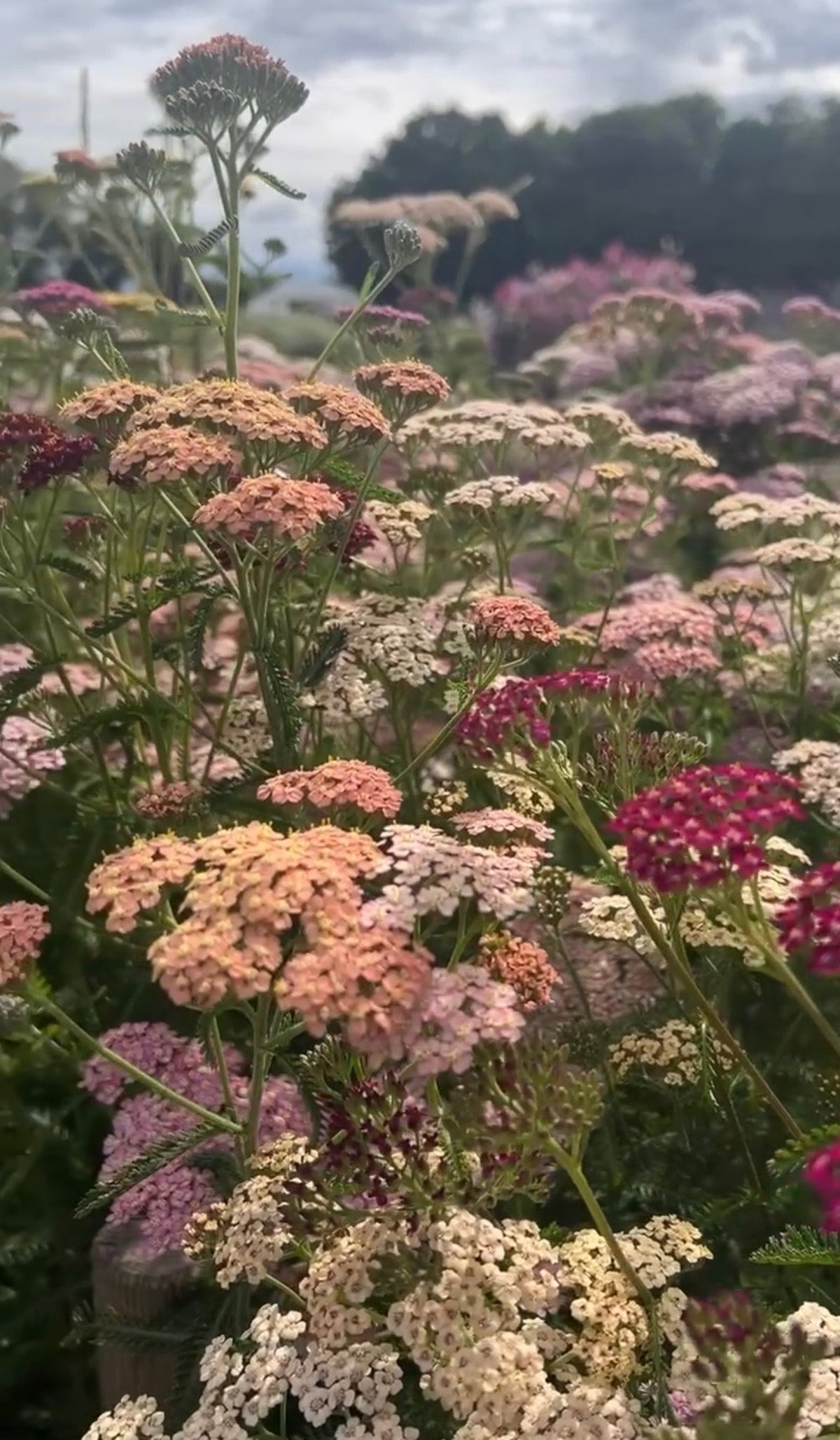 Achillea Pastel Mixed
