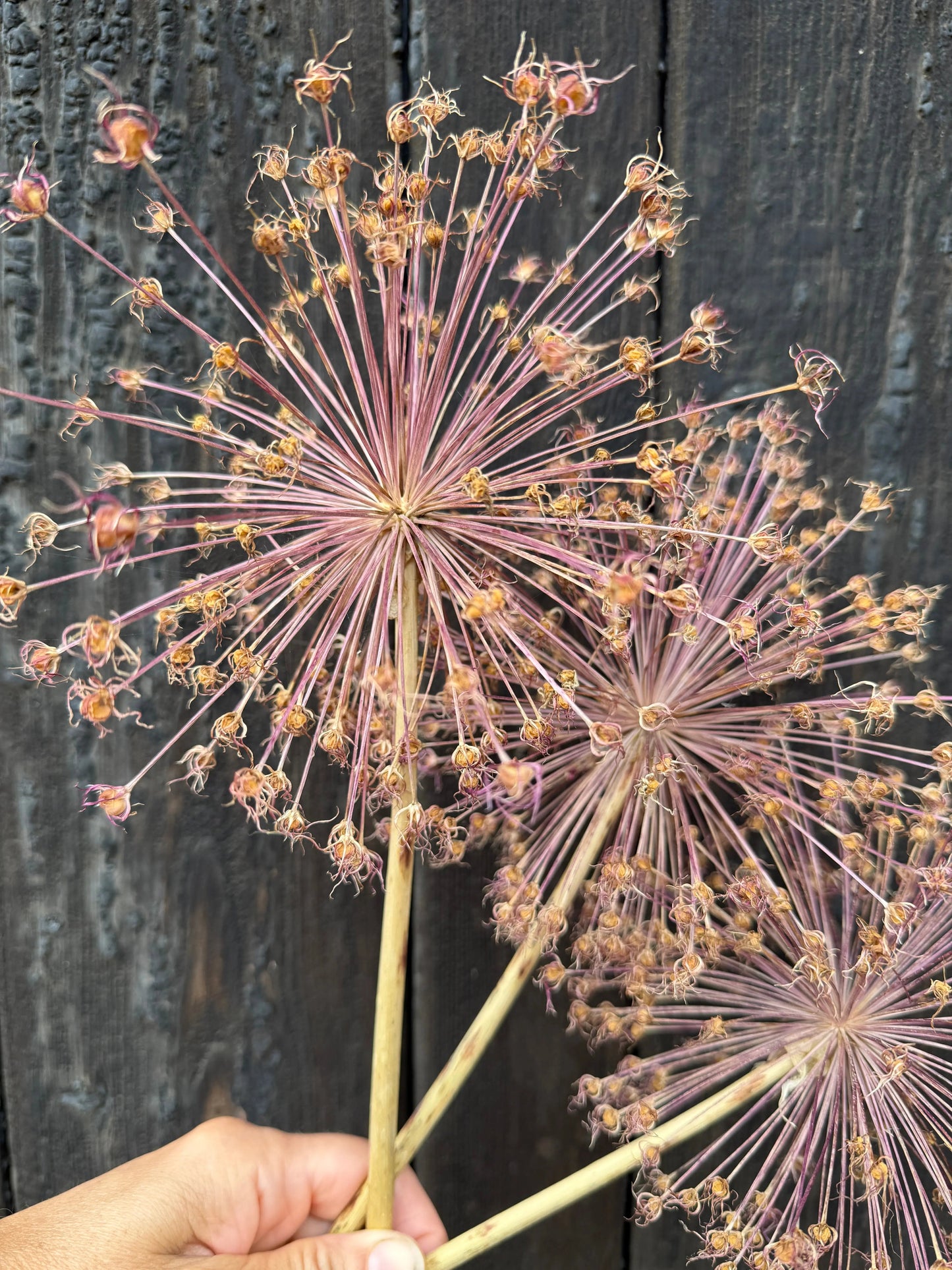 Alliums Dried (Seconds)