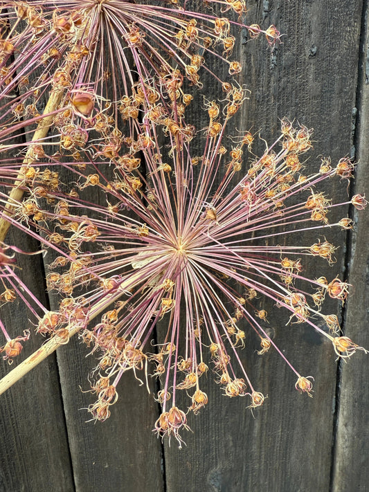 Alliums Dried (Seconds)