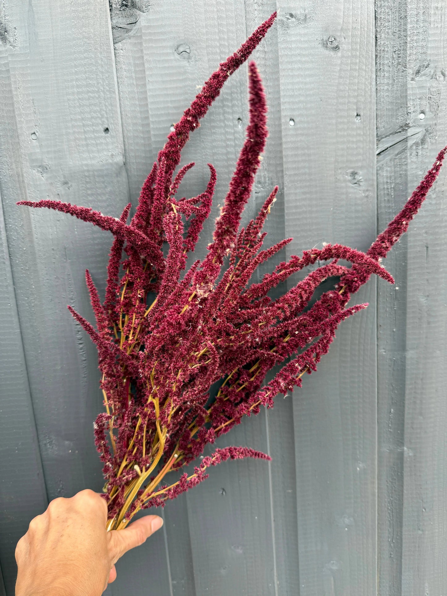Amaranthus Dried | Red or Green Cascading Norfolk Grown