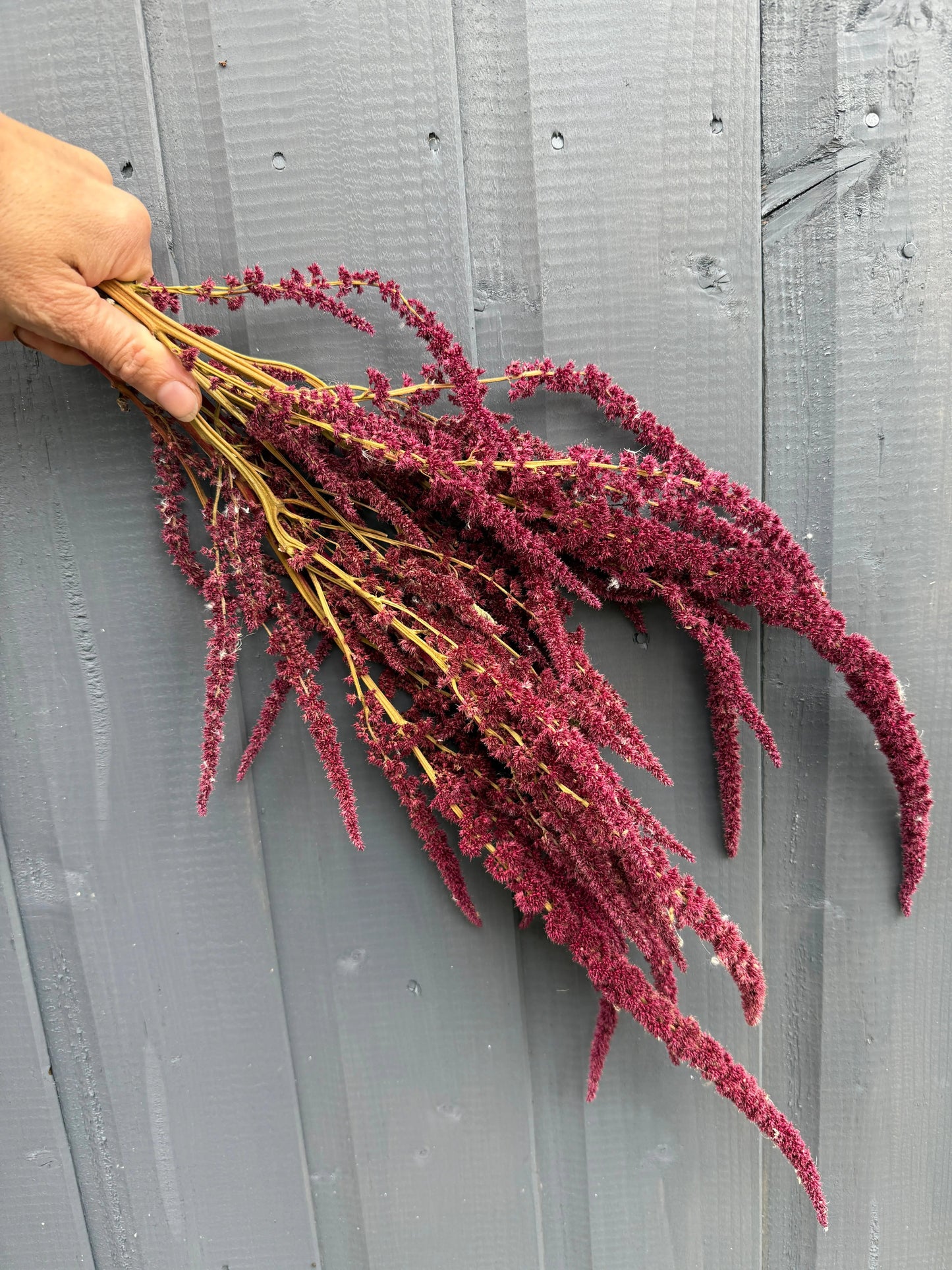 Amaranthus Dried | Red or Green Cascading Norfolk Grown