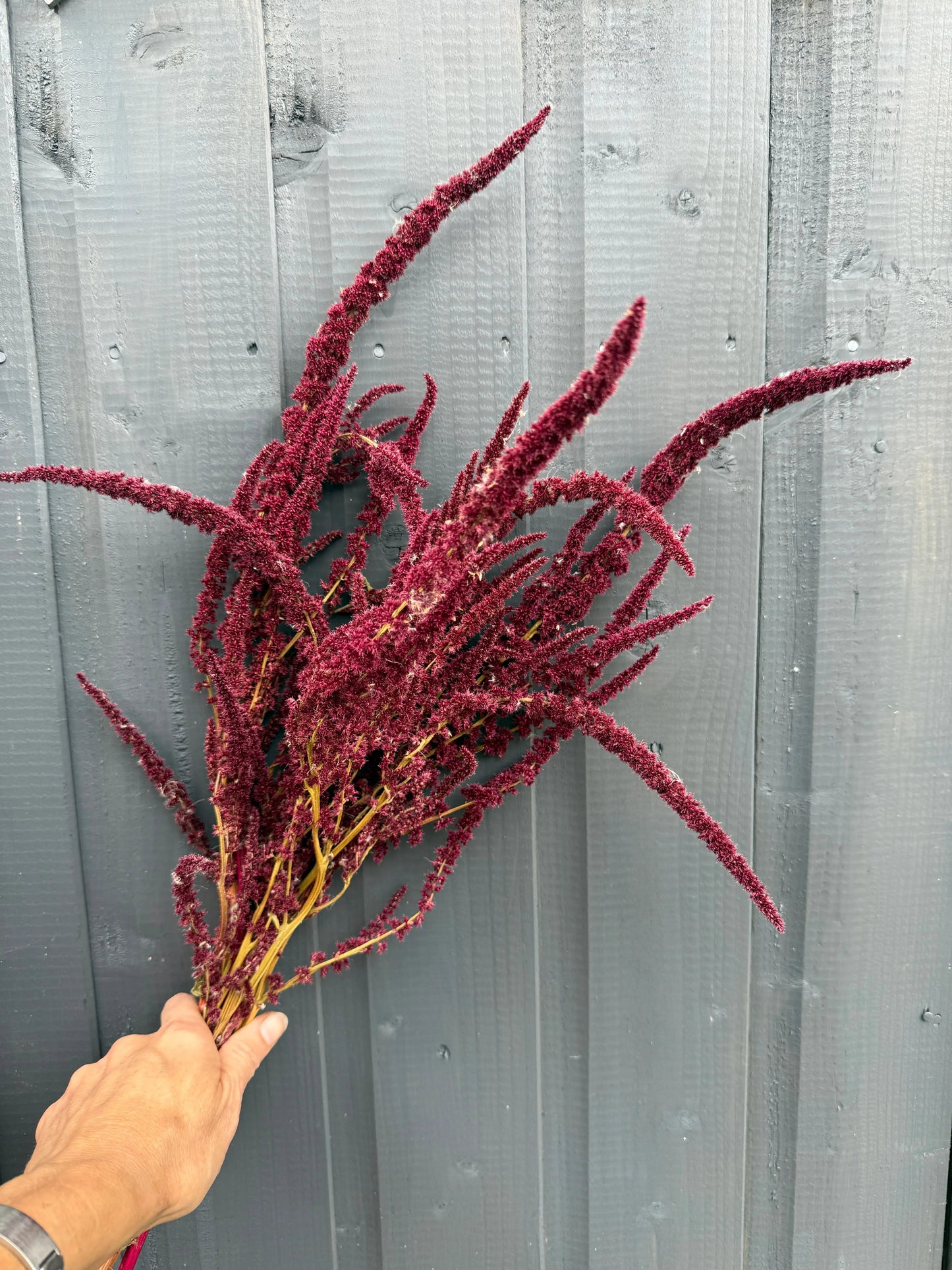 Amaranthus Dried | Red or Green Cascading Norfolk Grown