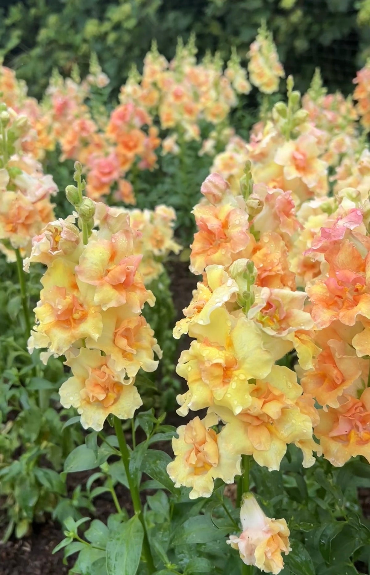 Antirrhinum DoubleShot Peach