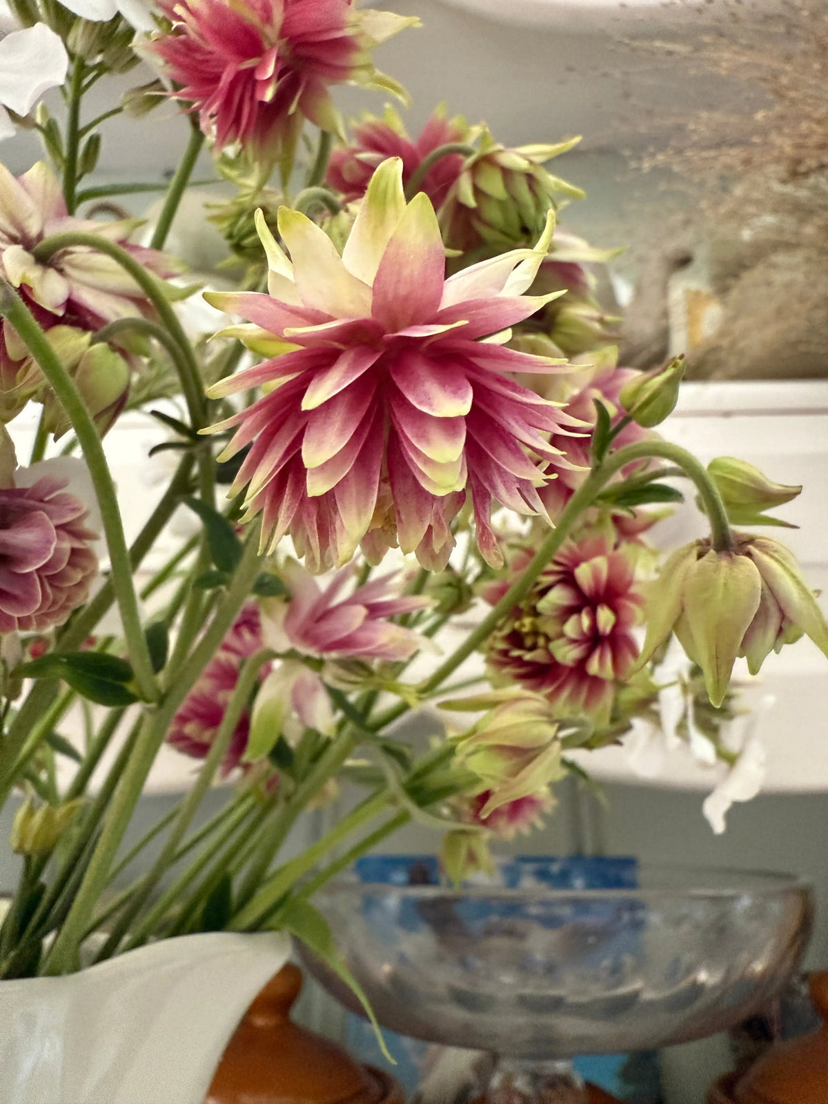 Aquilegia Nora Barlow