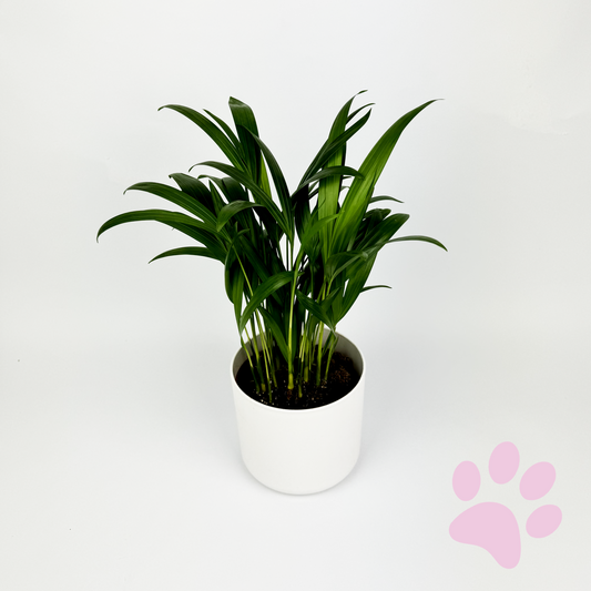 Areca Palm Houseplant - Woodmeadow Garden Centre