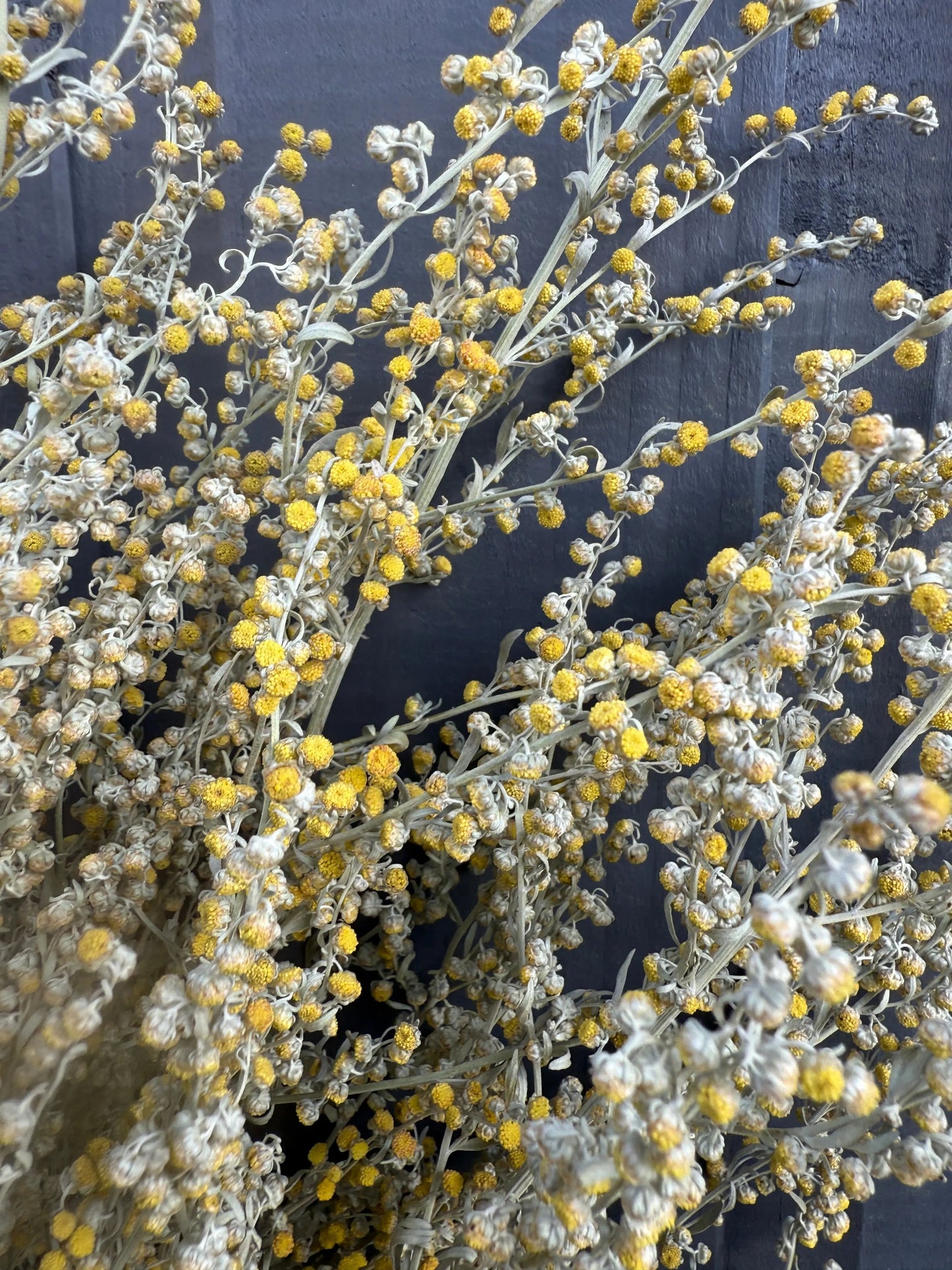 Artemisia Dried
