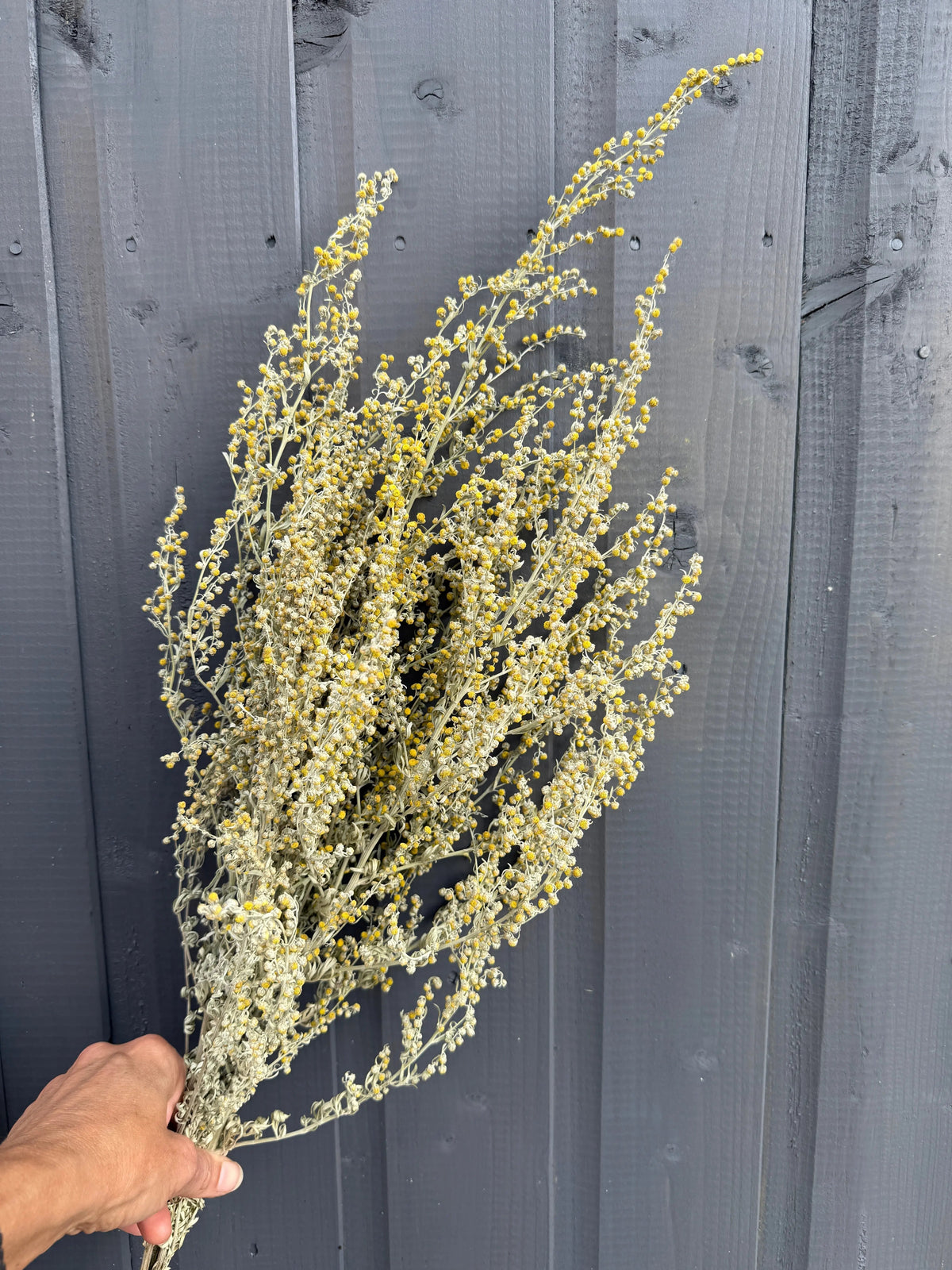 Artemisia Dried