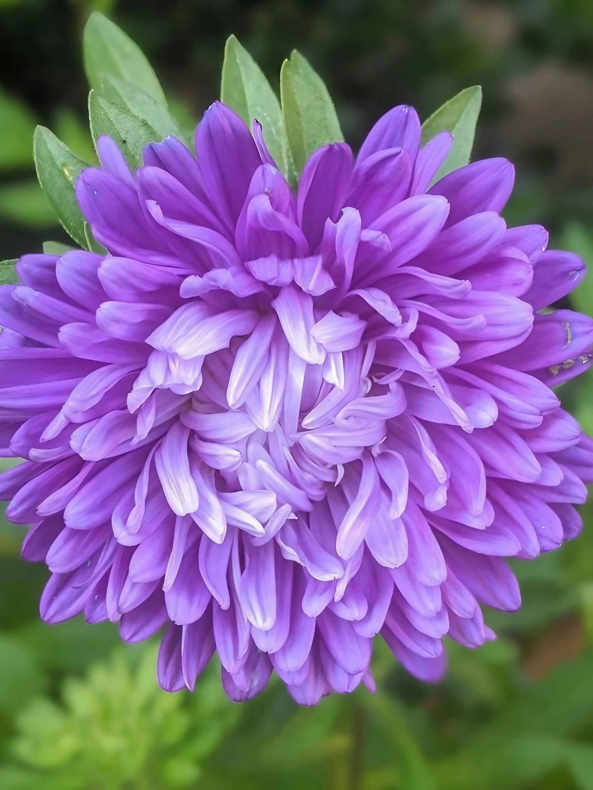 Aster Duchess Mixed