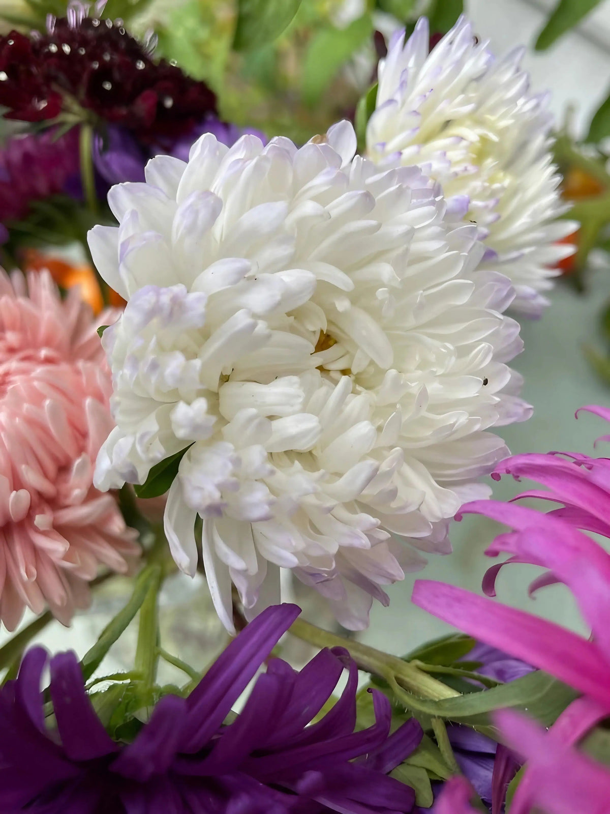 Aster Duchess Mixed