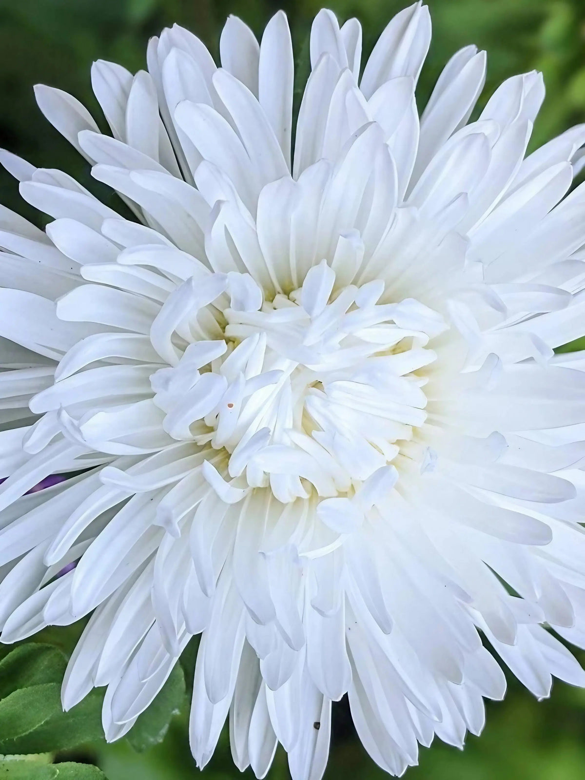 Aster Duchess Mixed