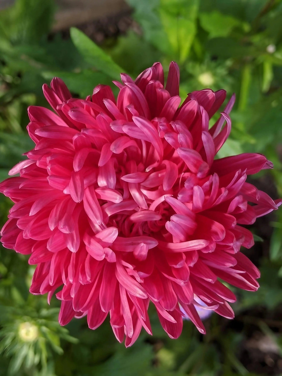 Aster Duchess Mixed