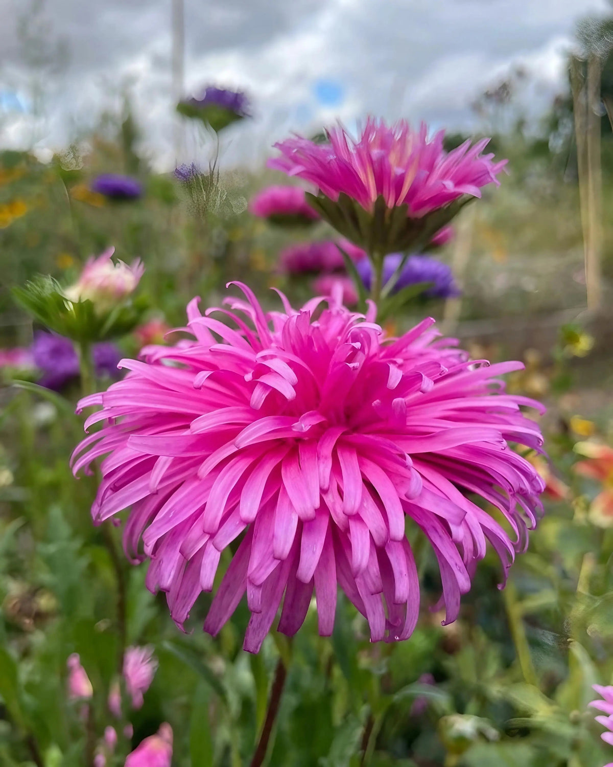 Aster Ostrich Plume
