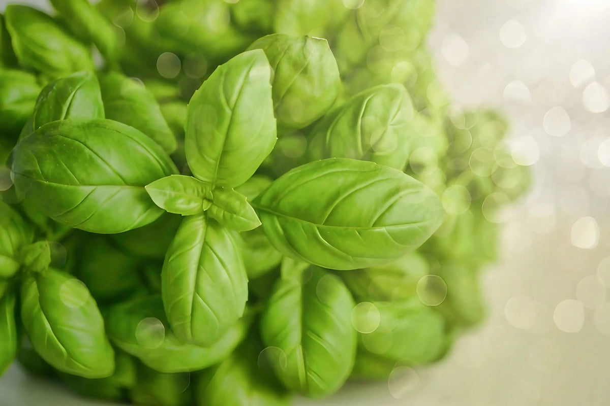 Basil Classic Italian