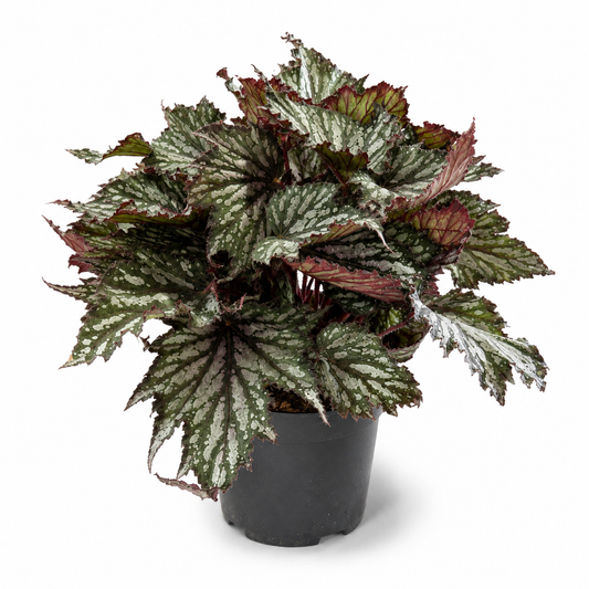 Begonia Wonders Tricolour 15cm Houseplant
