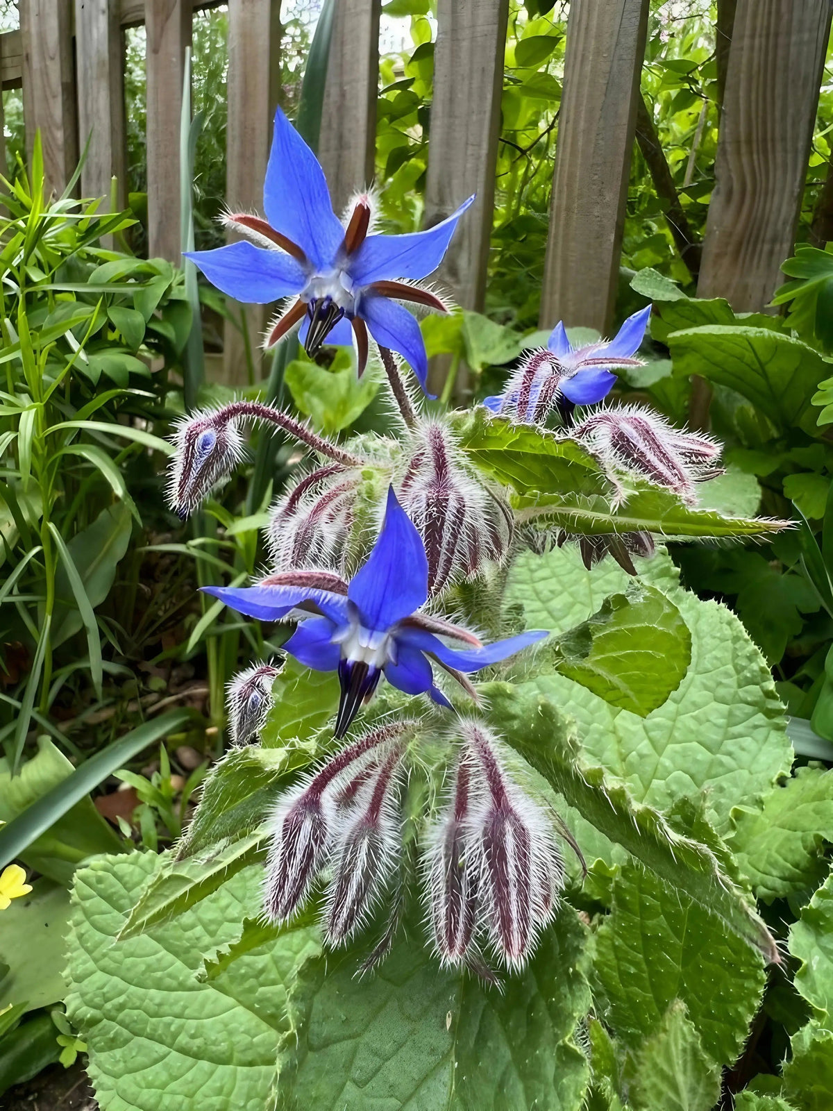 Borage