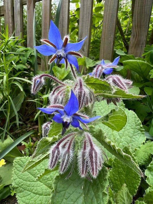 Borage