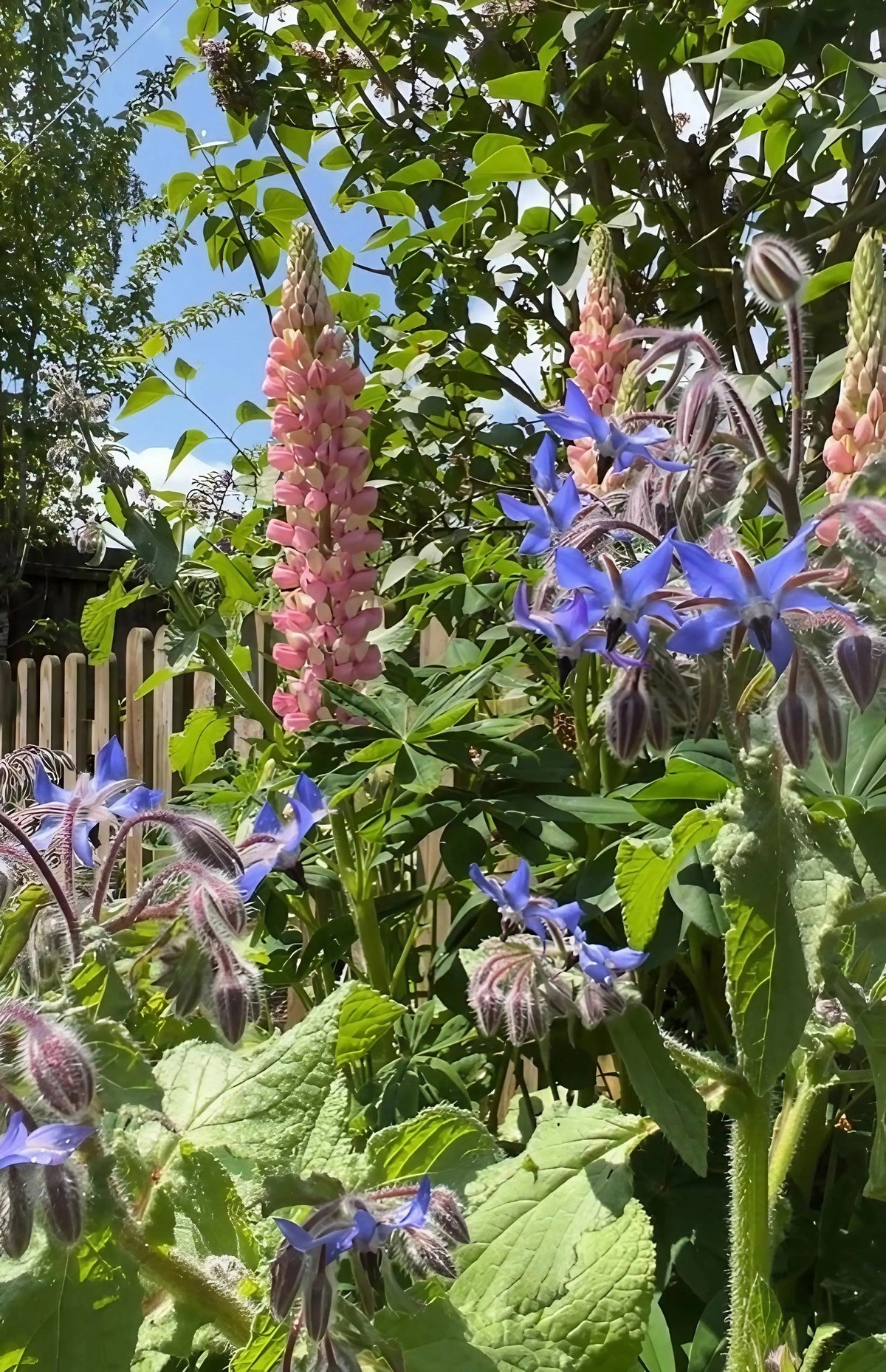 Borage