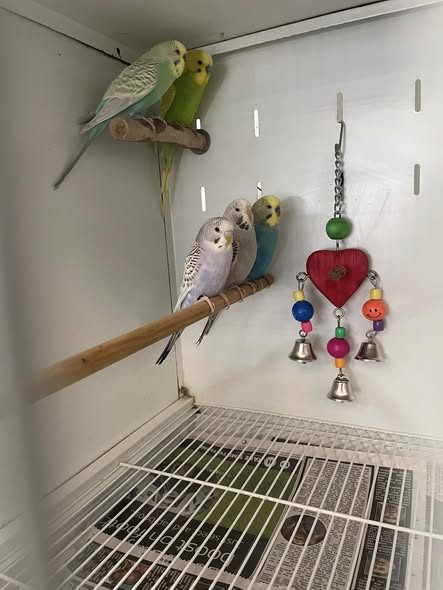 Pet Boarding