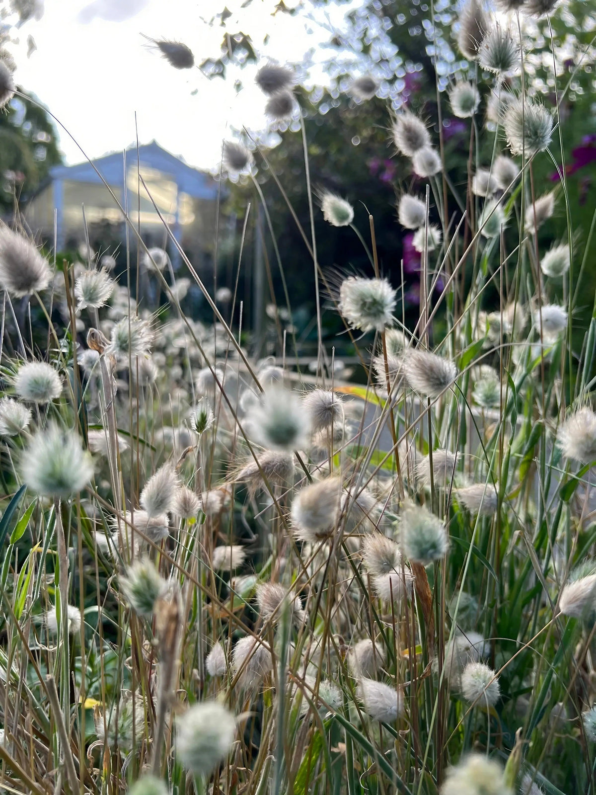 Bunny Tails - Lagurus Ovatus