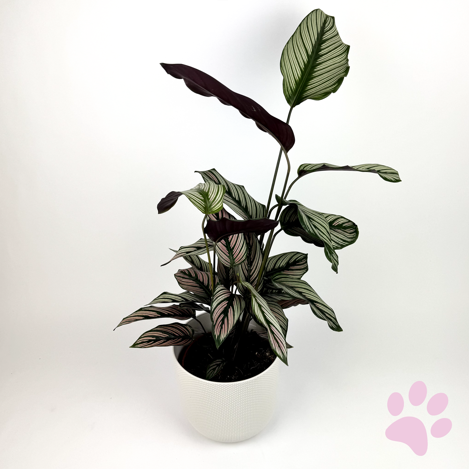 Calathea 14cm Houseplants - Pinstripe - Woodmeadow Garden Centre