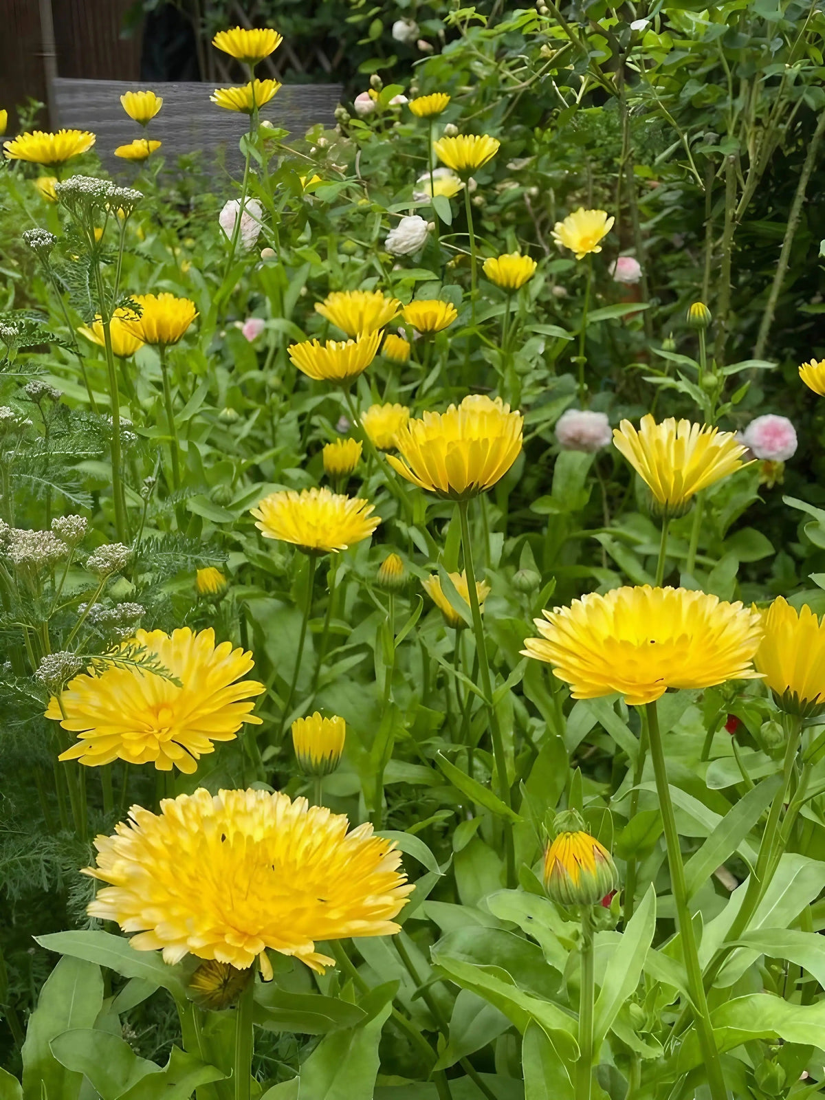 Calendula Pacific Beauty Cream