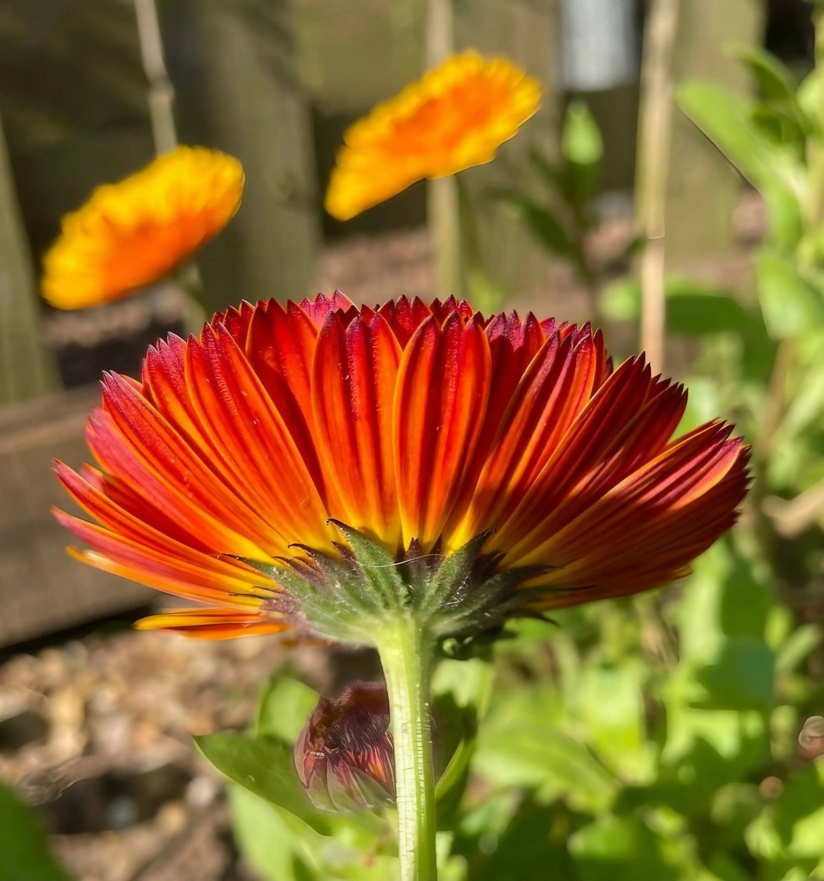 Calendula Touch of Red