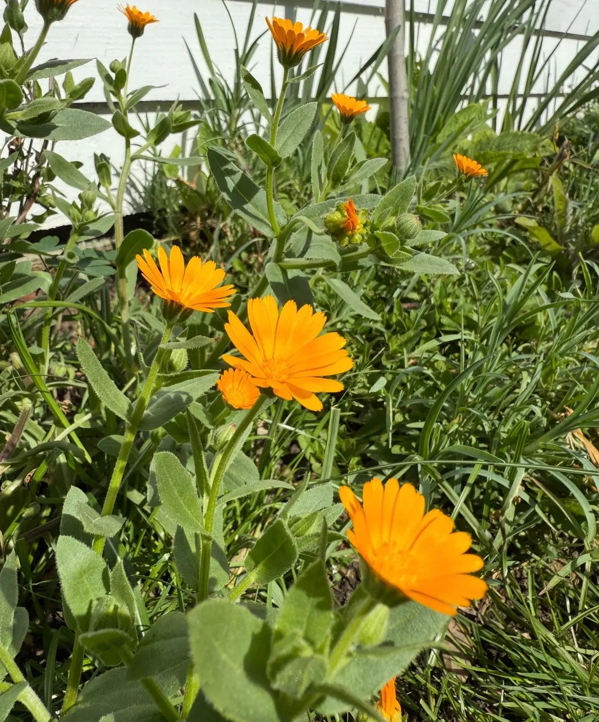 Calendula Wintersun