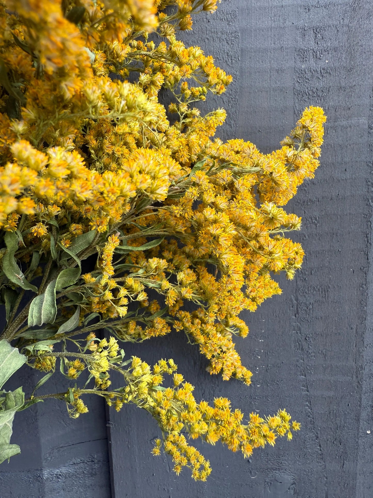 Canadensis (Goldenrod) Dried