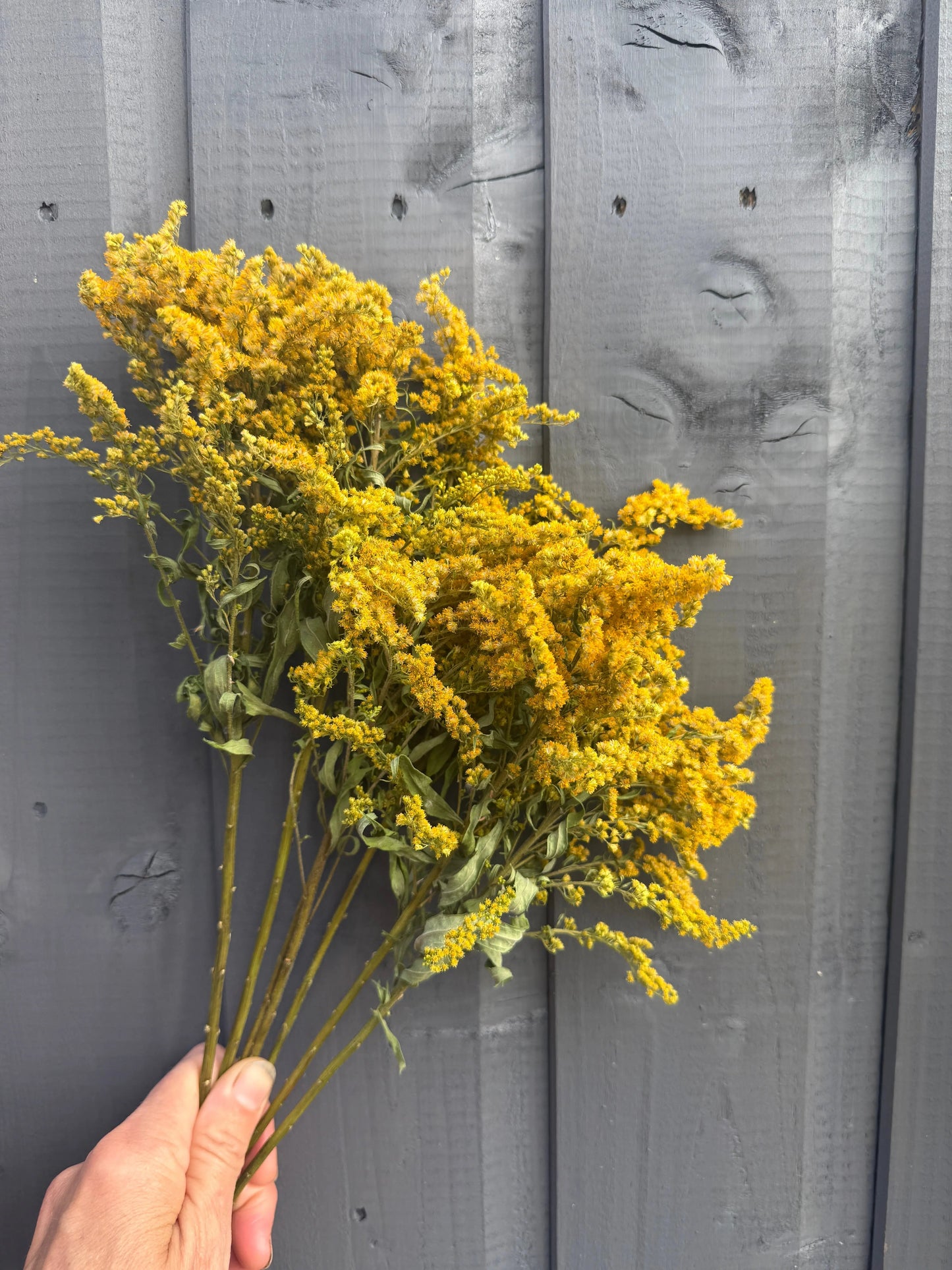 Canadensis (Goldenrod) Dried