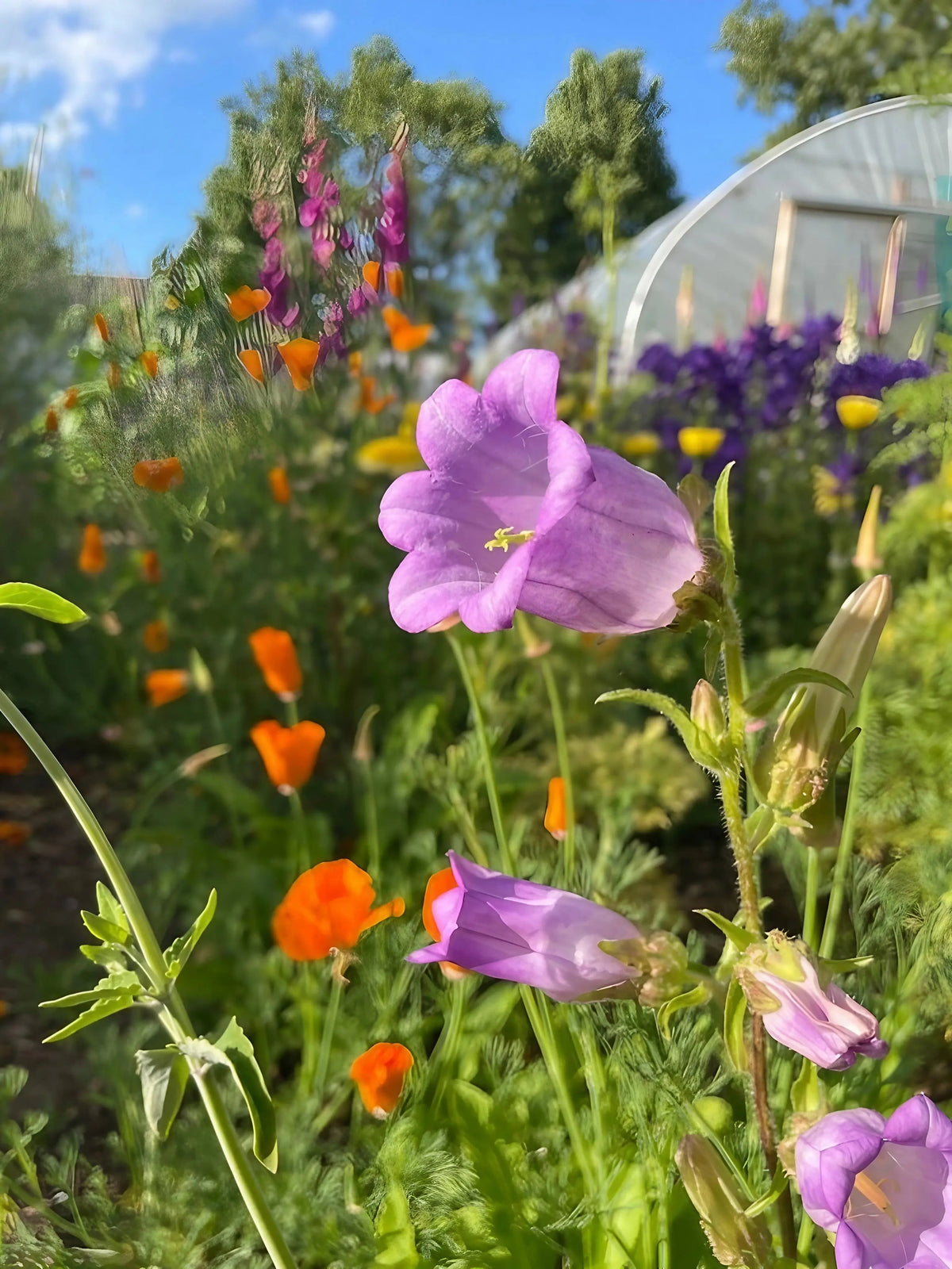 Canterbury Bells Crown Single Mixed