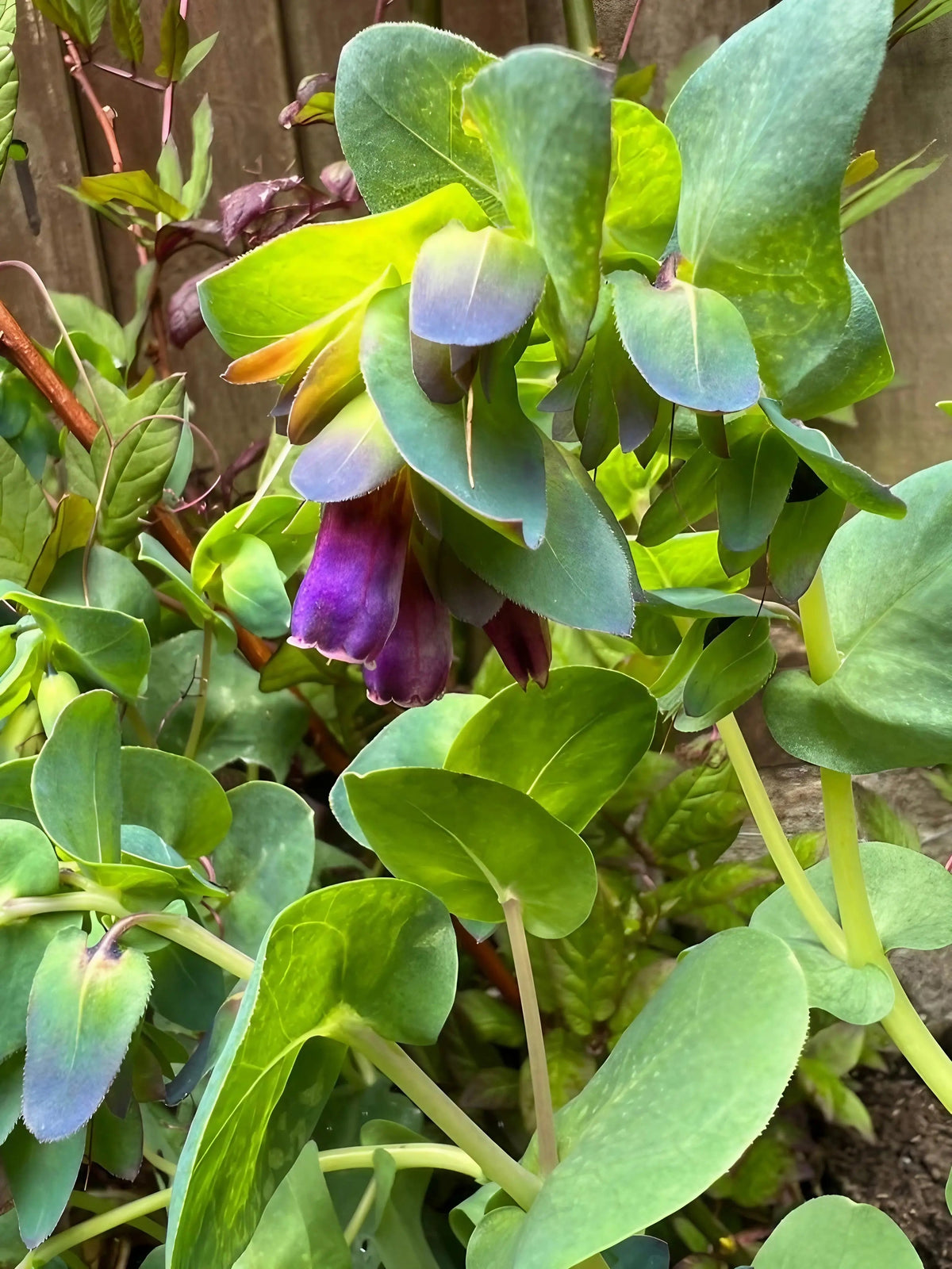 Cerinthe major Purpurascens