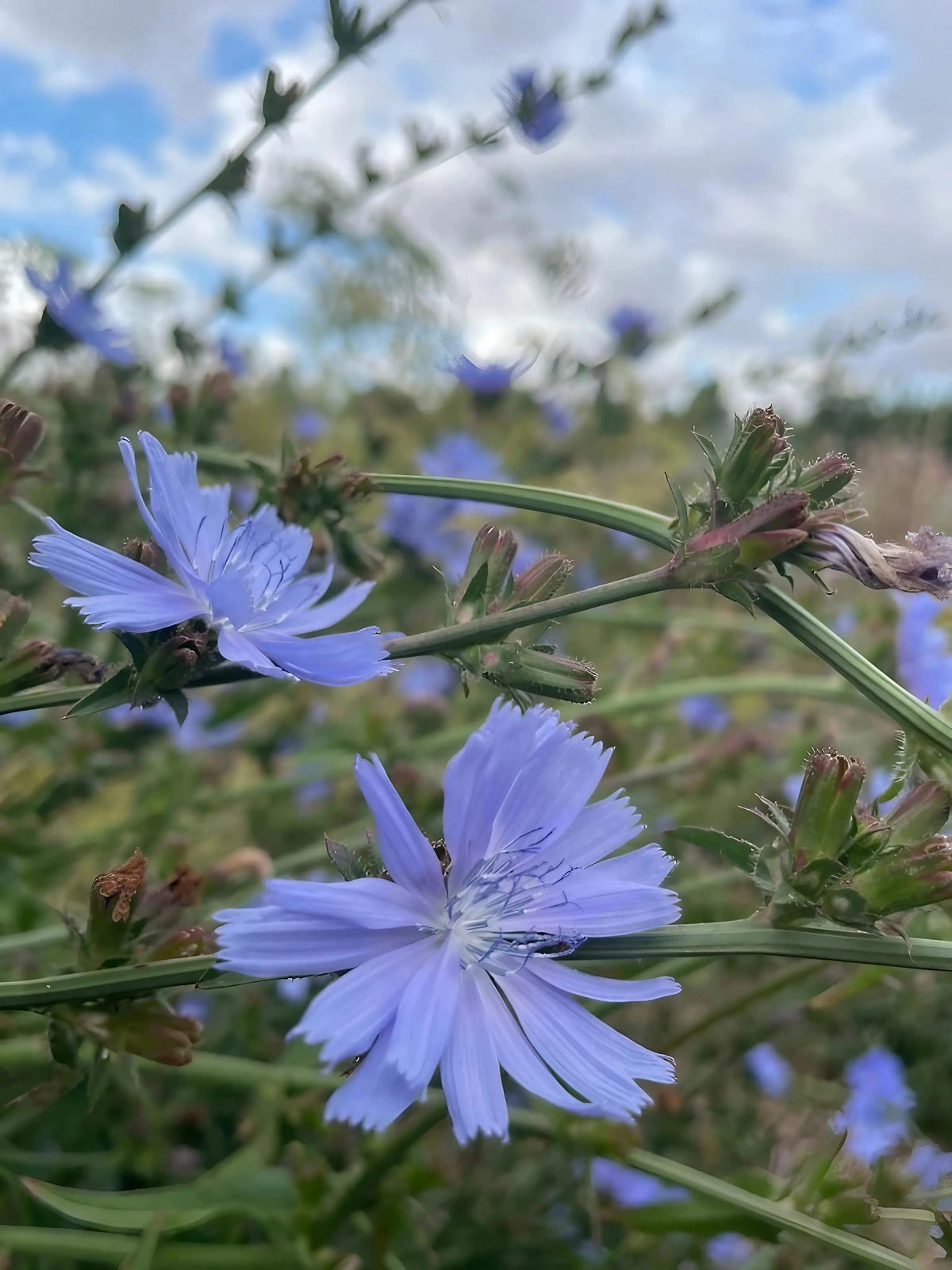 Chicory Wild