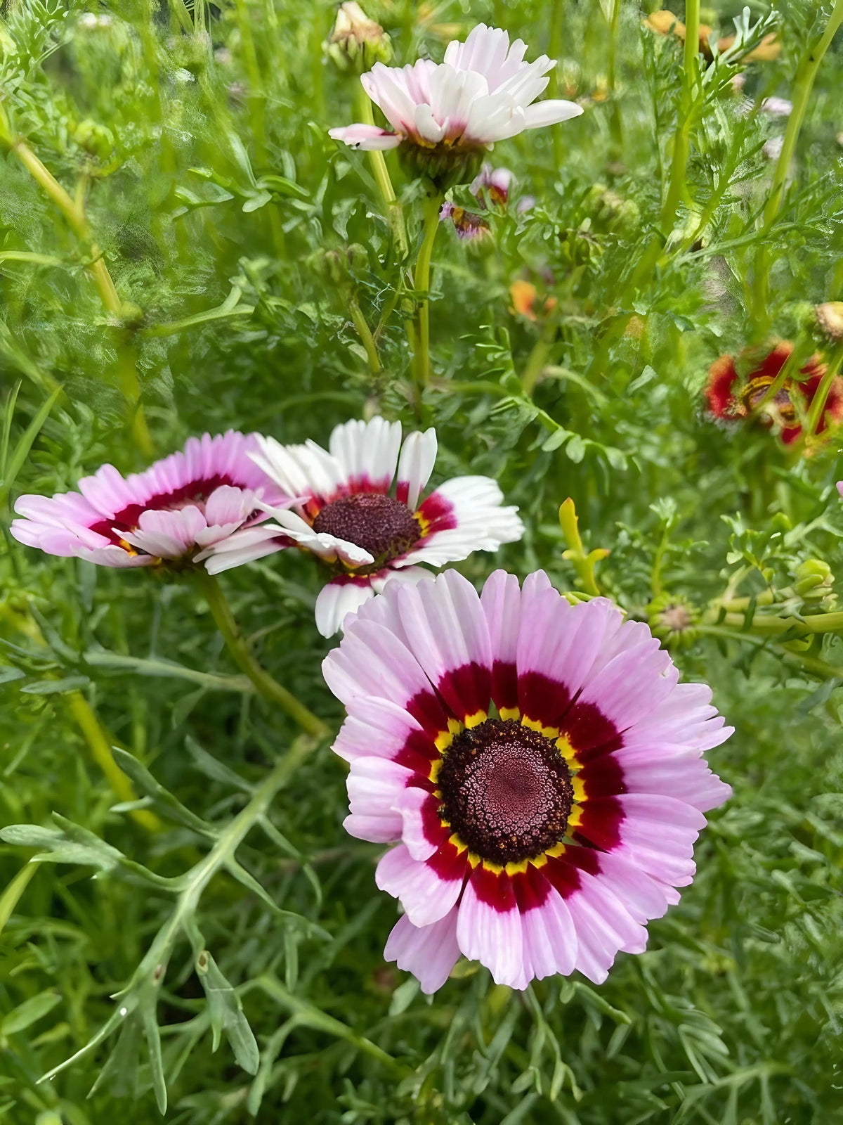 Chrysanthemum Painted Daisies