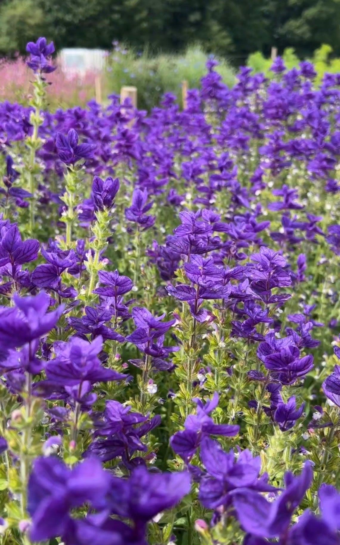 Clary Sage Oxford Blue