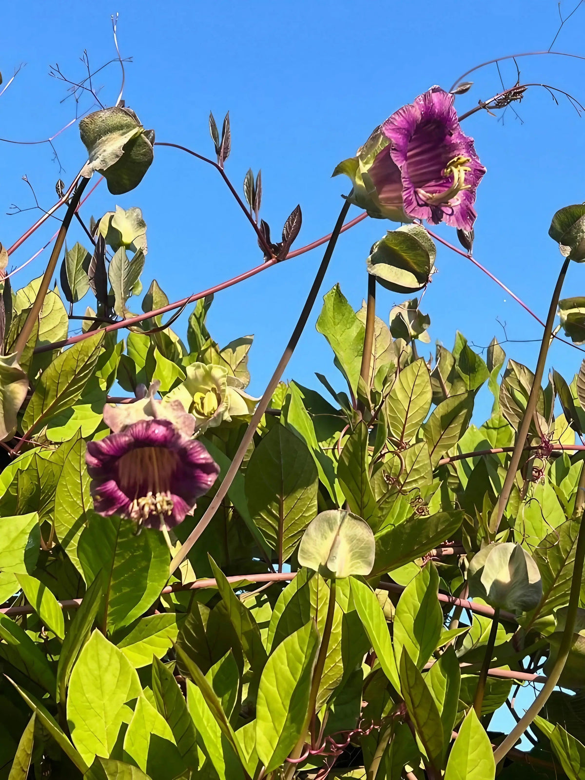 Cobaea scandens Purple