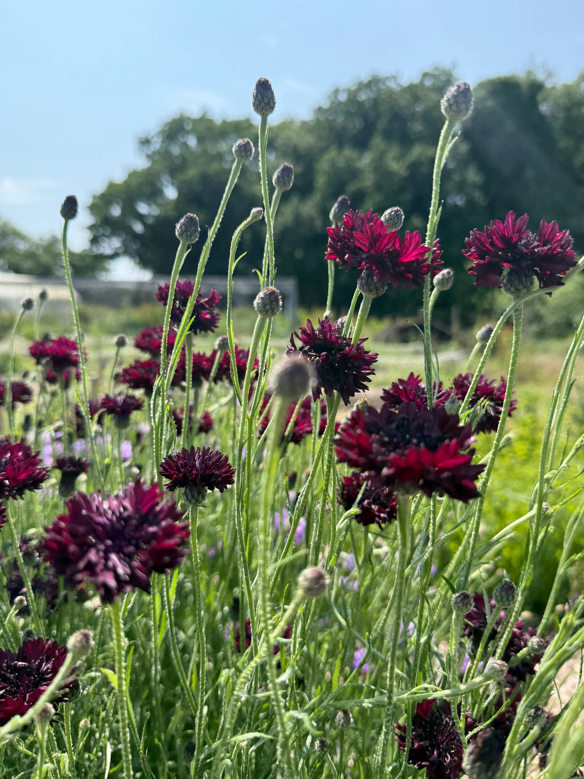 Cornflower Black Ball