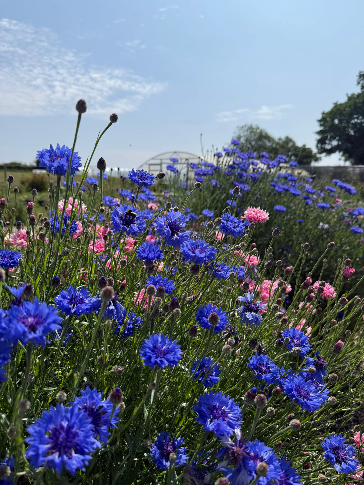 Cornflower Blue Ball