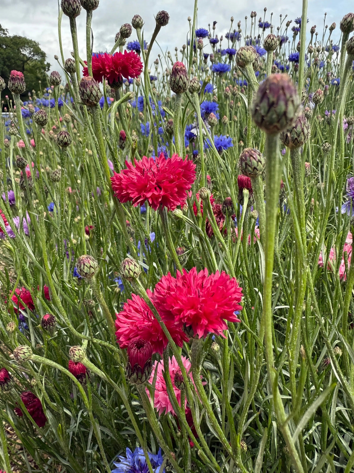 Cornflower Red Boy