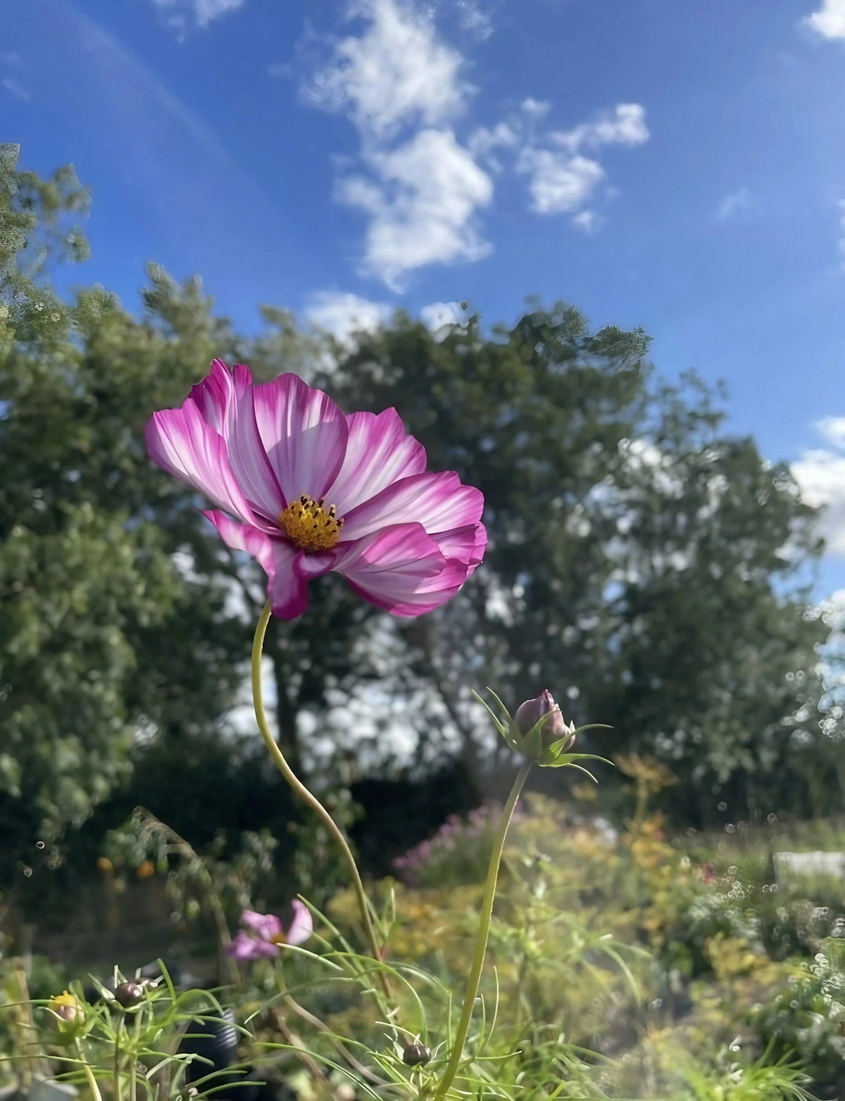 Cosmos Fizzy Rose