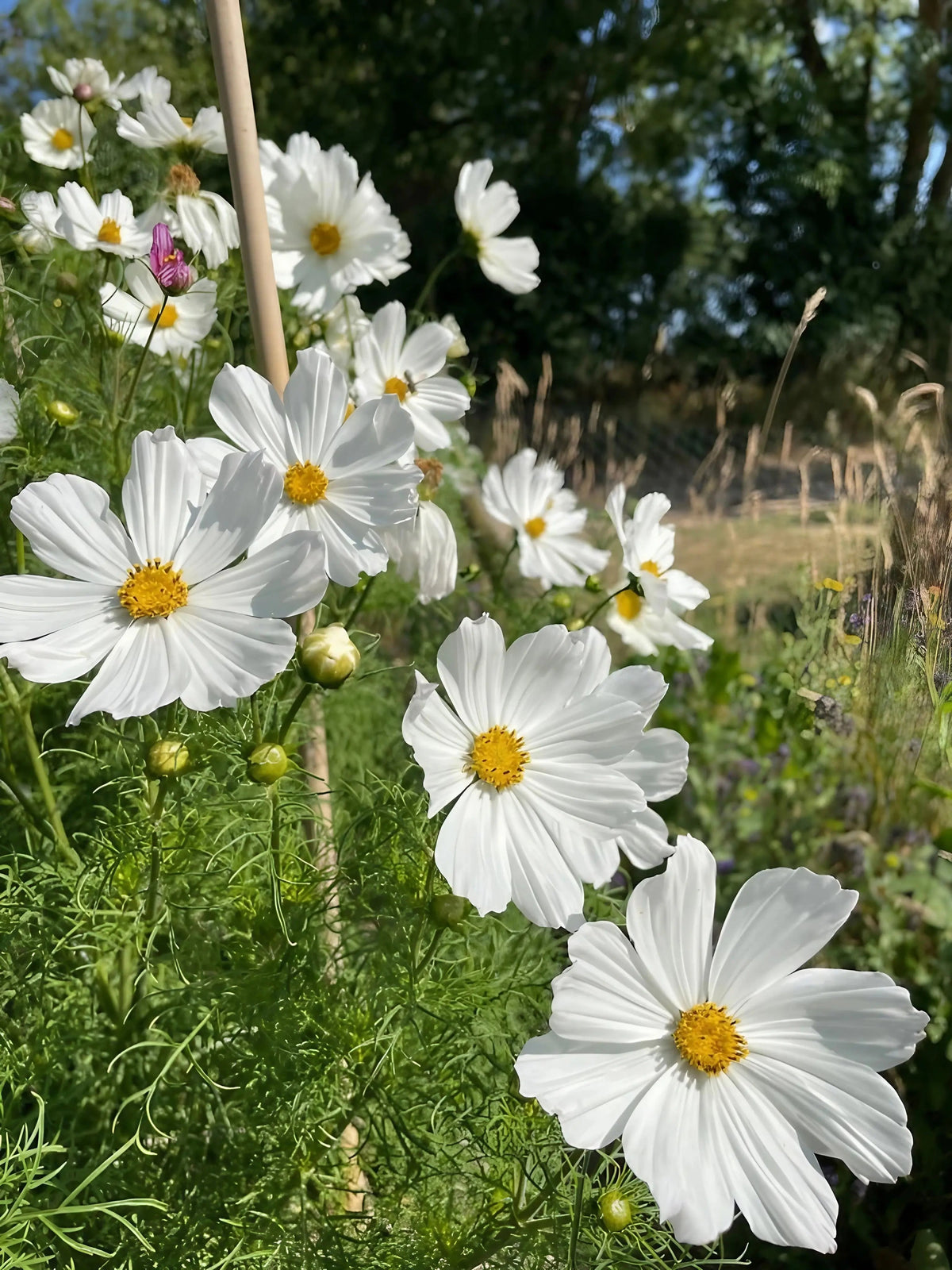 Cosmos Purity