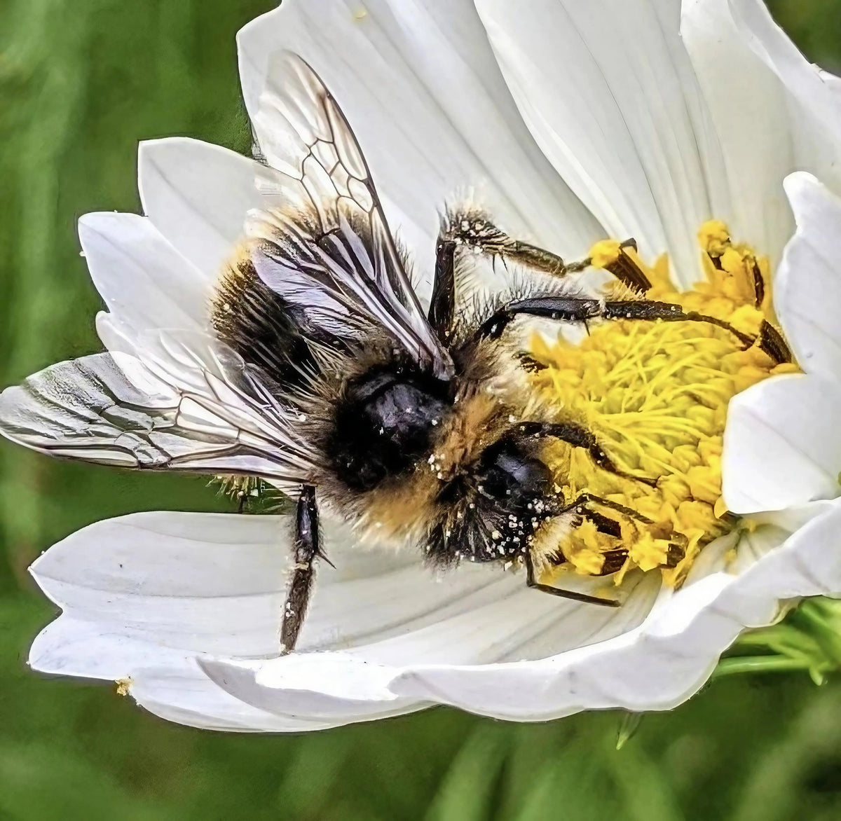 Cosmos Purity