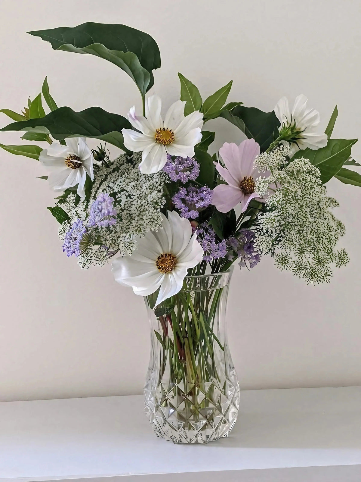 Cosmos Purity