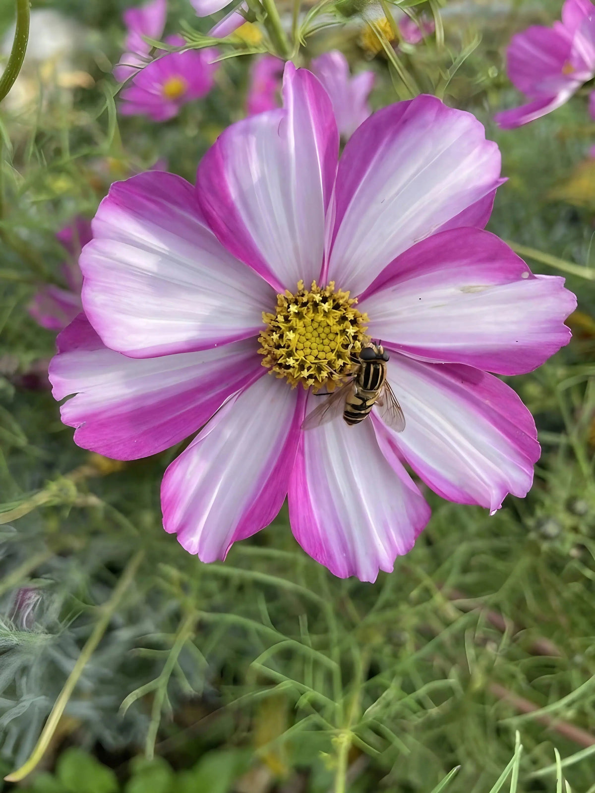 Cosmos Sensation Mixed