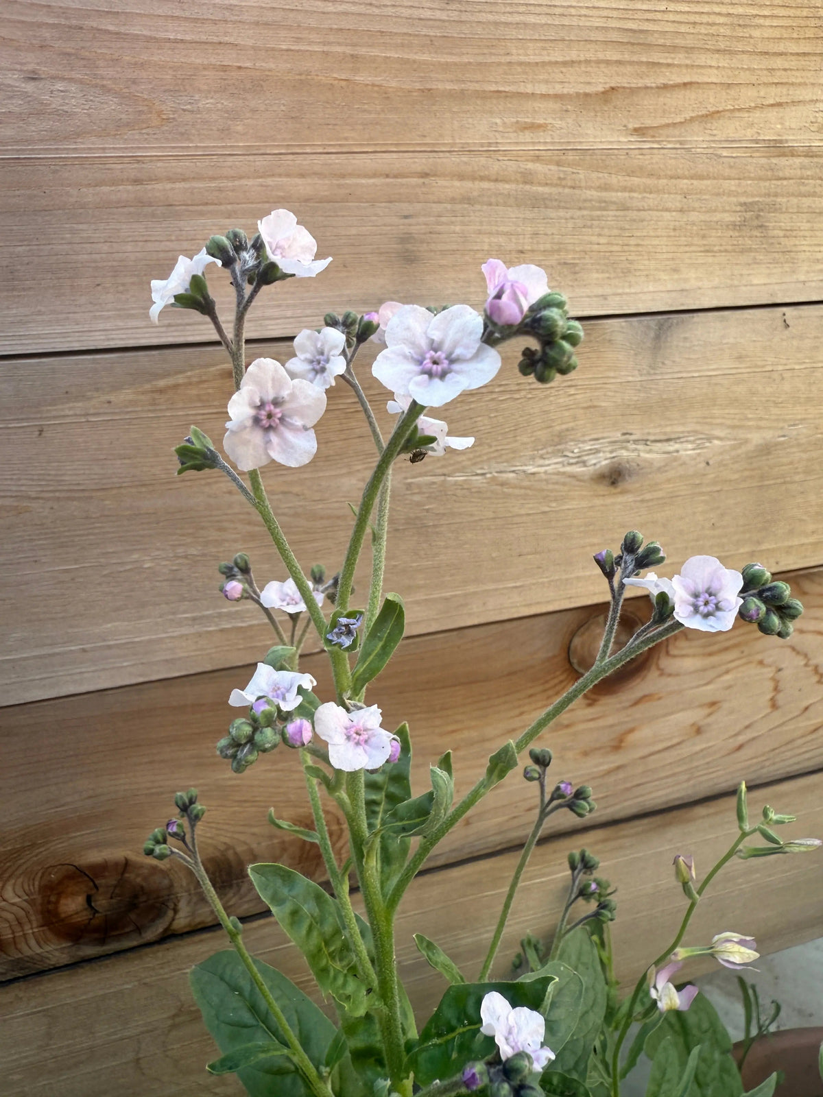Cynoglossum Mystery Rose