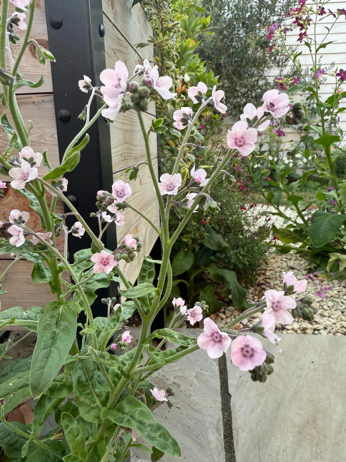 Cynoglossum Mystery Rose