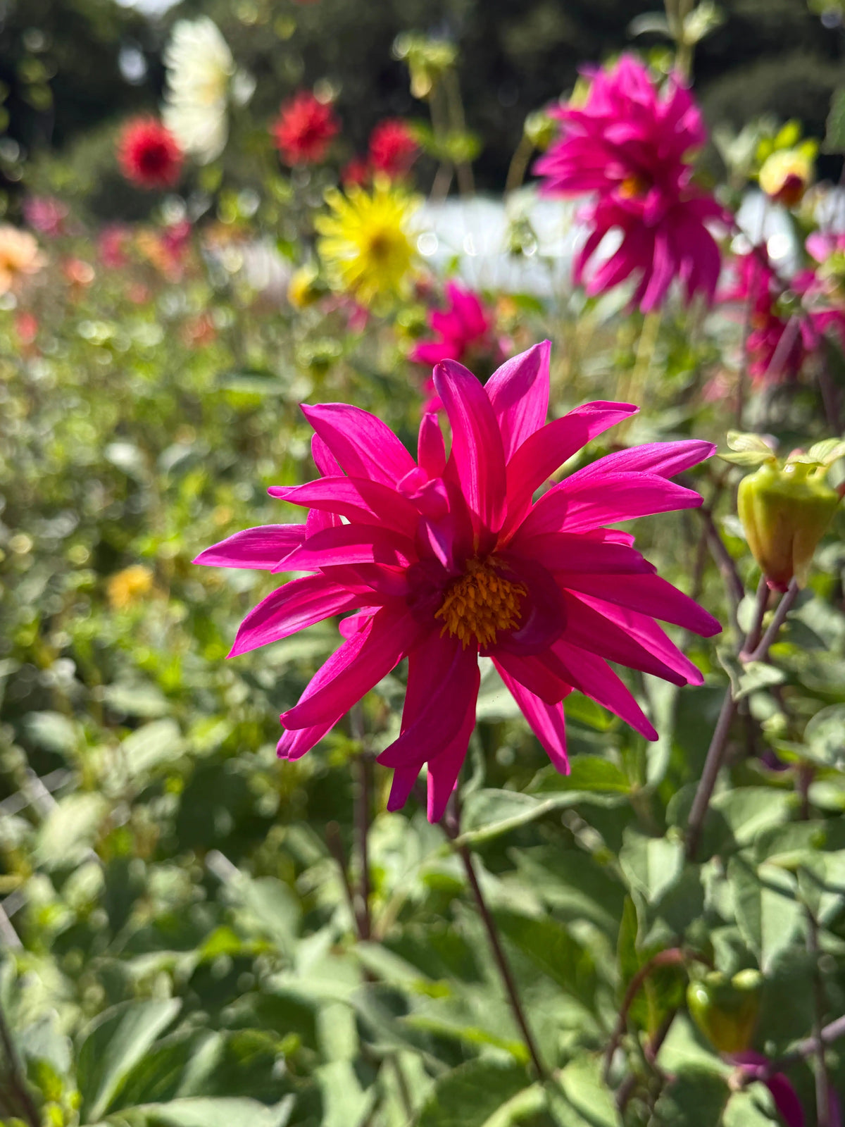 Dahlia Cactus Mixed