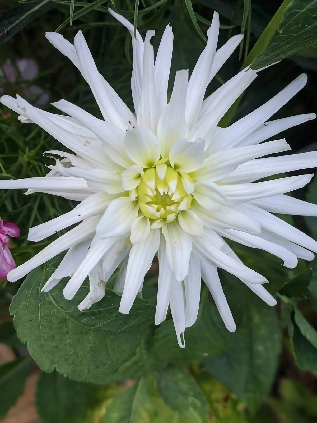 Dahlia Cactus Mixed