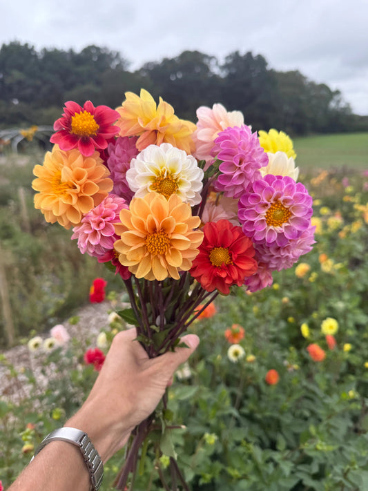 Dahlia Pompone Double Mixed